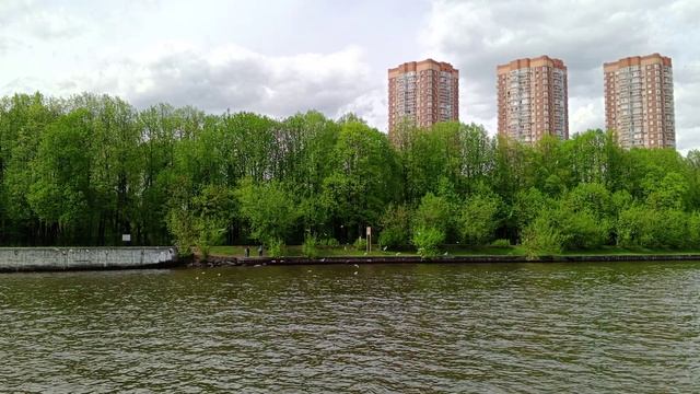 Чайки