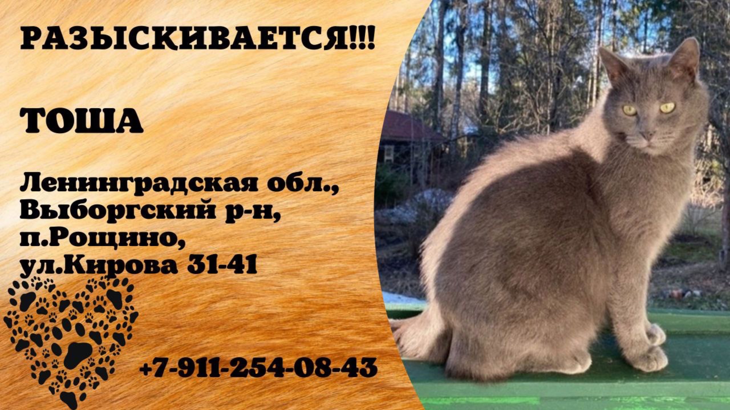 Пропал кот! ТОША. Ленинградская обл., Выборгский р-н, п.Рощино.