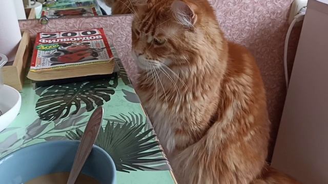 Завтракаете, а что? Не сырок мне не надо, вот от рыбки я бы не отказался мяу