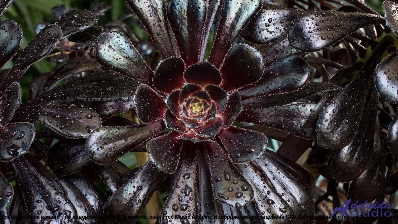 ✸ ♫ ❤ Музыка, ставшая легендой - Life ( Chill , Dark, Boom Bap ) -- HoliznaPATREON -- Dark HipHop Vo