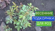РОЗЫ: О ЧЕМ НЕЛЬЗЯ ЗАБЫТЬ В МАЕ! Весенняя подкормка для роз