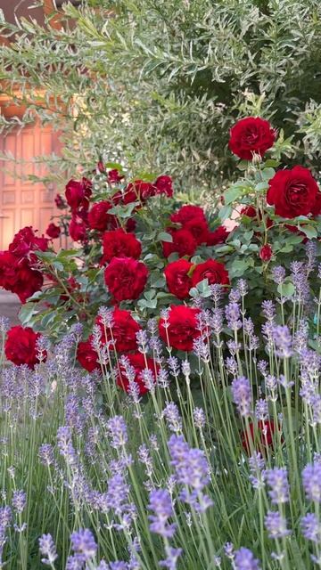 #розы #цветы #rose #лаванда #красныерозы #июнь2023 #redrose #lavander #flowers