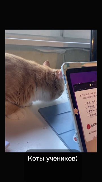 Учим японский с котиками🇯🇵😻 #shorts #reels #топ #mandarin #кот #котики #япония #японский #japan