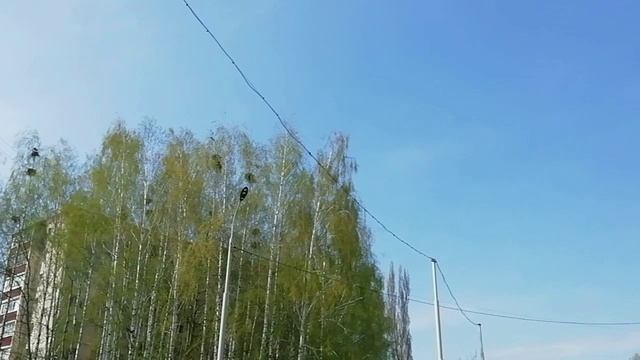 Если в гнёздах птицы будут веселиться