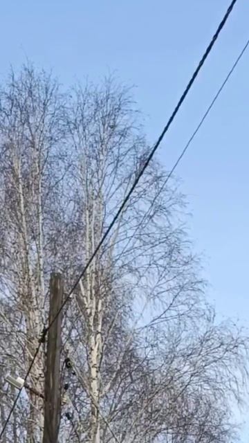 Скворчик Весной прилетели скворцы Песня скворца