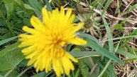 как сделать одуванчики кучерявые💛