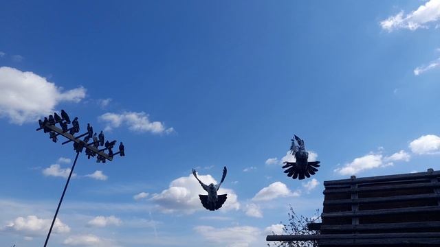 Николаевские голуби слётик