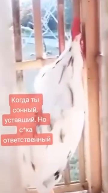 Когда утро недоброе