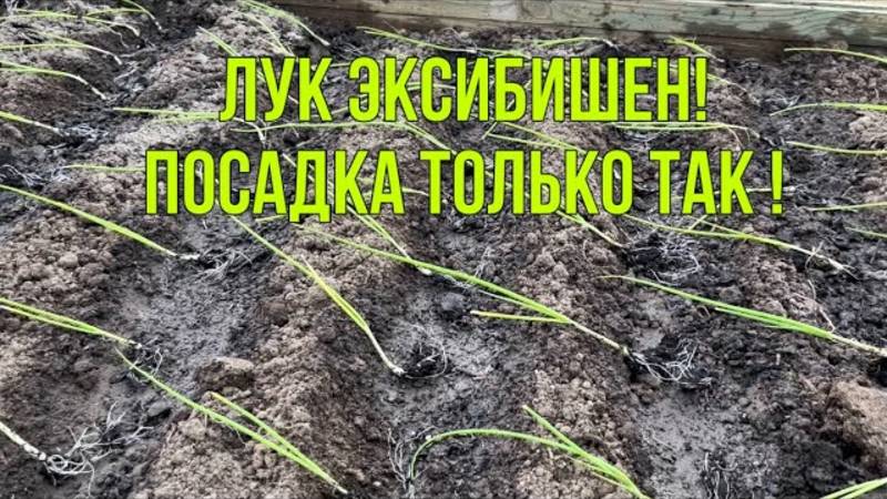 Посадка лука эксибишен в открытый грунт. Май 2025