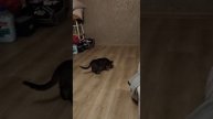 игрун Года
