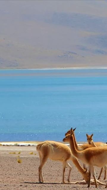 Слияние с Природой Дзен и Расслабляющая Музыка