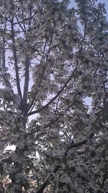 Черешня цветет