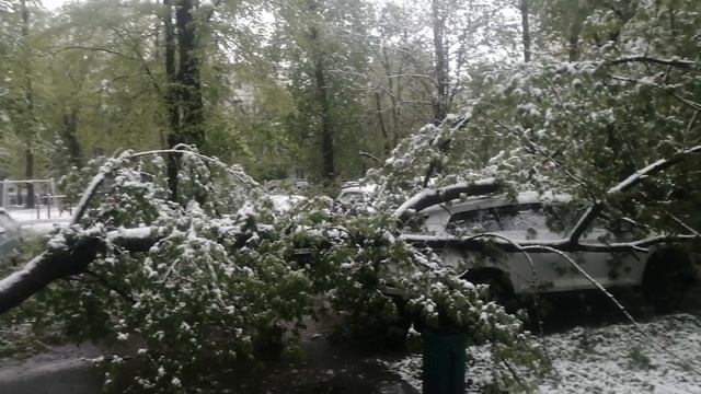 Упало дерево на машину