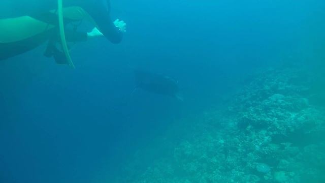 Дайвинг с мантами на о. Тодду Мальдивы апрель 2025