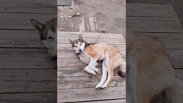 Заяц - волк
