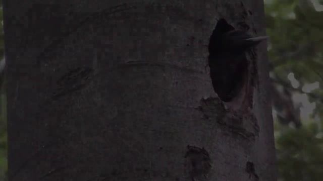 Первый полет птенца желны из дупла