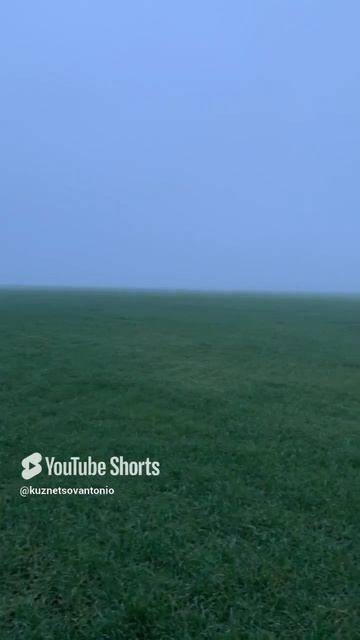 …хоть на заставку на фон ставь #туман #поле #природа #трава#лес #forest #nature  #naturelovers #fog