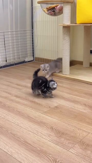 #котики #рек подписка лайки