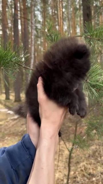 Померанская шпицуля