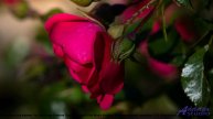 ❤ ❤ ❤ Звук, который невозможно забыть - Beautiful Piano for Peaceful Moments -- Universfield -- Calm