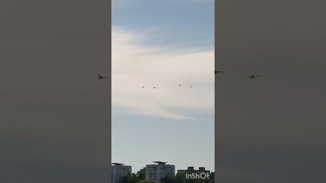 Полёт белых лебедей.