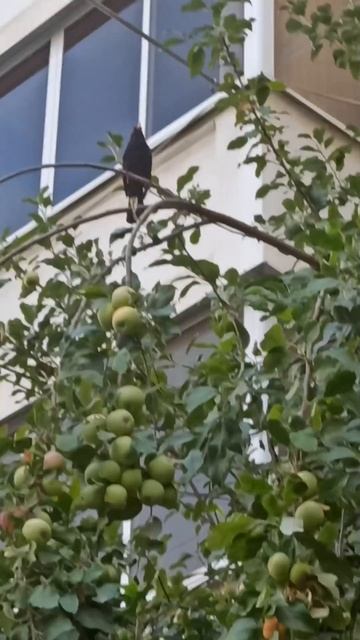 А как заливается!