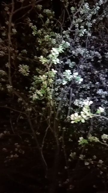 1000602108.mp4