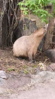капибара
