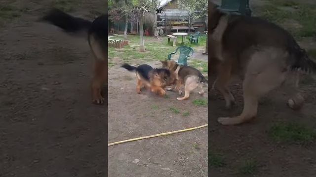Леона