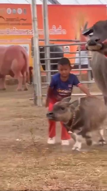 Так выглядят малыши буйволы