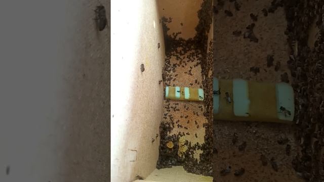 Пчелопакеты "Узбечка" на белую акацию
