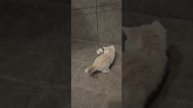 1000416734.mp4
