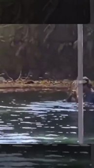 Мужчина просто танцует с крокодилом