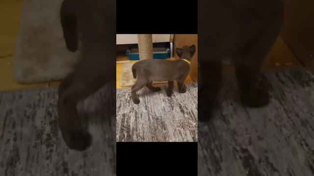 Бурманские котята