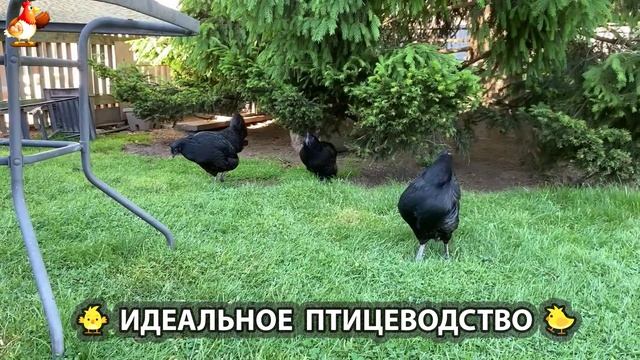 Идеальное птицеводство достойно восхищения 🐓🦆🦢🦚🦃🐔 эпизод (167)