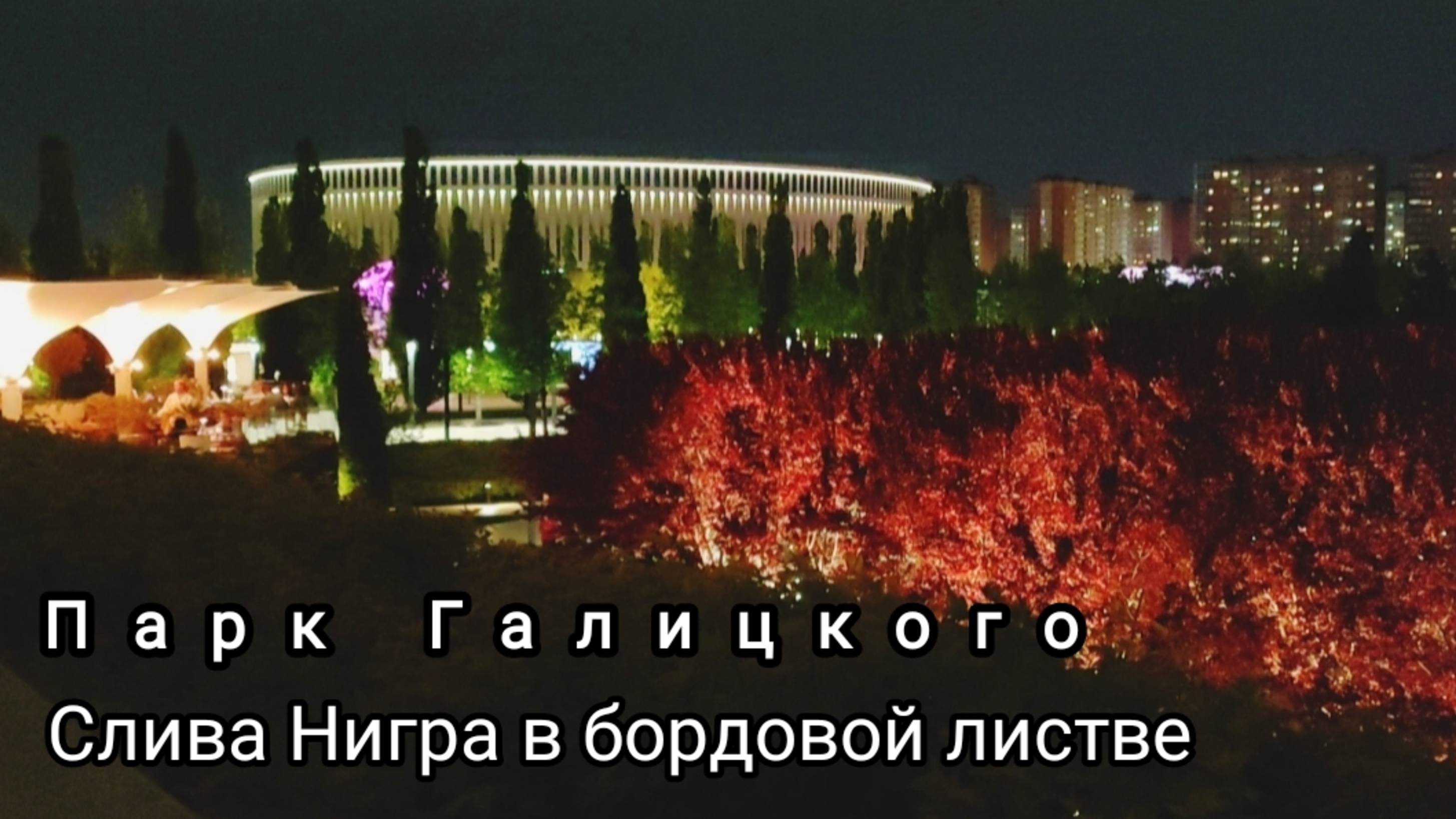 🌳🍁Так сейчас (в мае) в парке Галицкого выглядит слива Нигра с молодой тëмно-бордовой листвой.