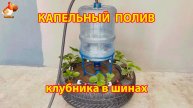 Как сделать капельный полив для растений в автомобильных шинах 🍓 пошагово