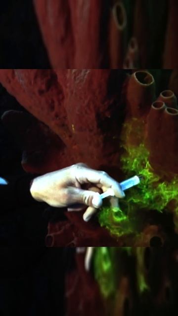 Как губка превращает воду в еду: скрытая система фильтрации, о которой вы не знали