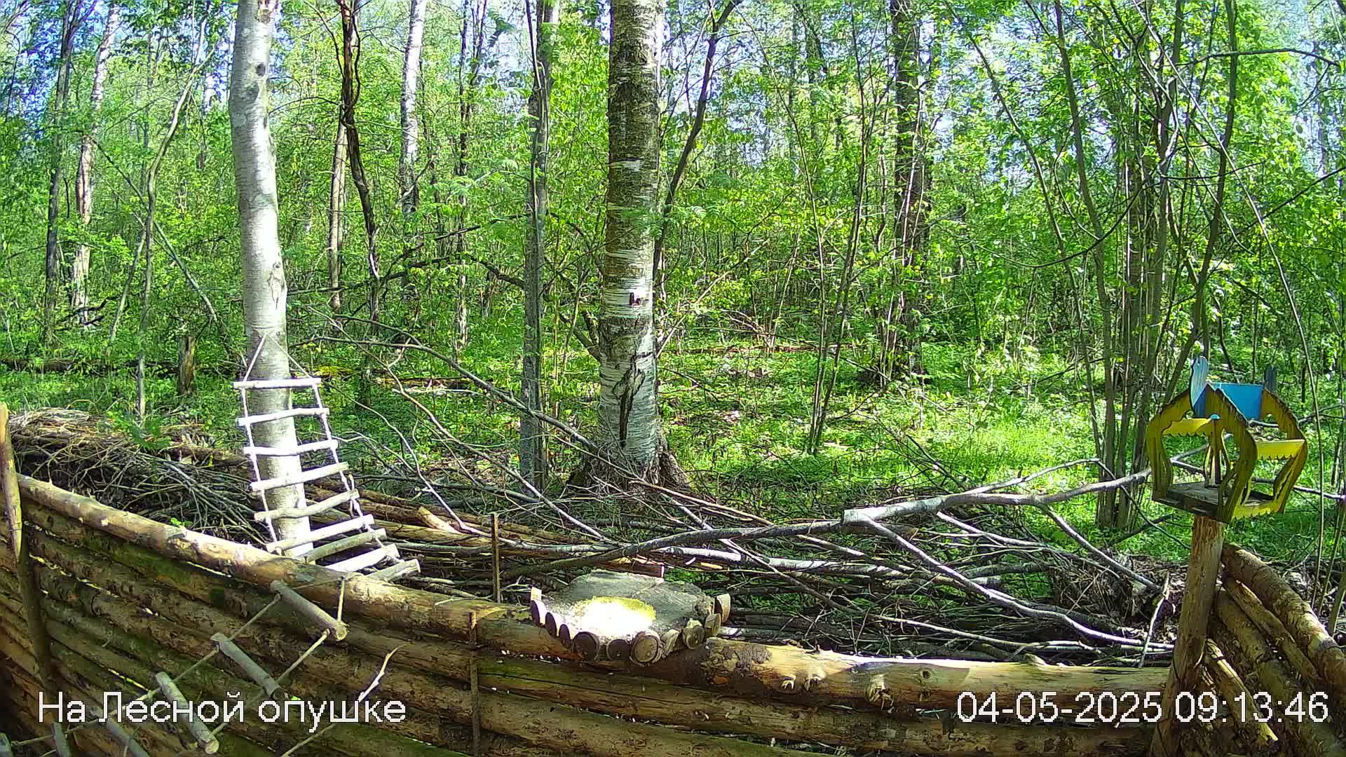 Весений лес онлайн   #Relaxing #природа #звуки леса #птицы  #погода