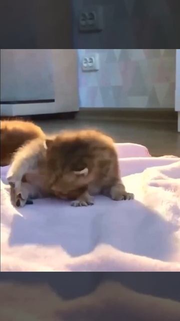Солнышко на солнышке