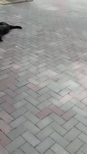Геленджик, набережная