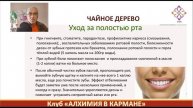 Чайное дерево