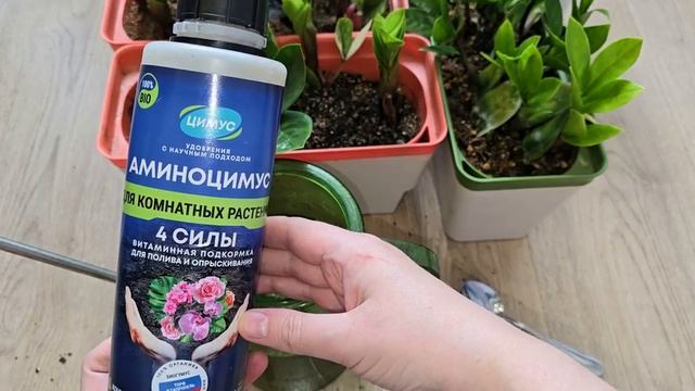 ВОЗРОДИТЕ ЗАМИОКУЛЬКАС: СЕКРЕТЫ МГНОВЕННОГО РОСТА НОВОЙ ЛИСТВЫ!