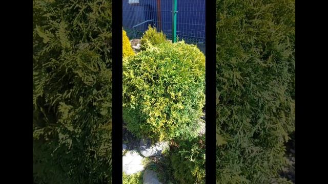 Стригу тую Голден глоб
ГАЛИСАД ЧЕРЕПОВЕЦ