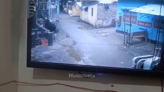 В индийской деревне бык забрался на скутер, случайно завёл его и уехал, устроив гонки по улицам