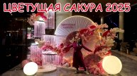 Невероятно красивое цветение сакуры на закате в японском саду.