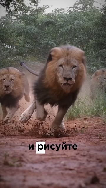 РИСУЕМ с ВИДЕО