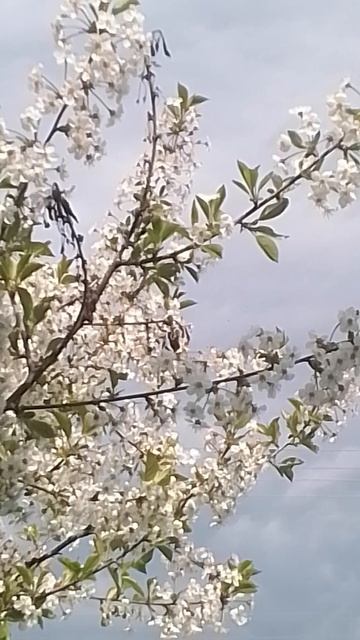VID_20250504_140226.mp4