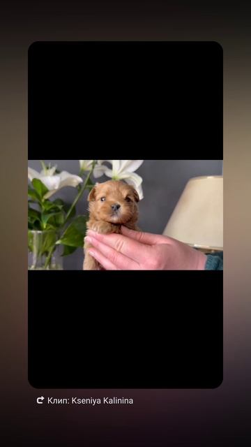1000258438.mp4