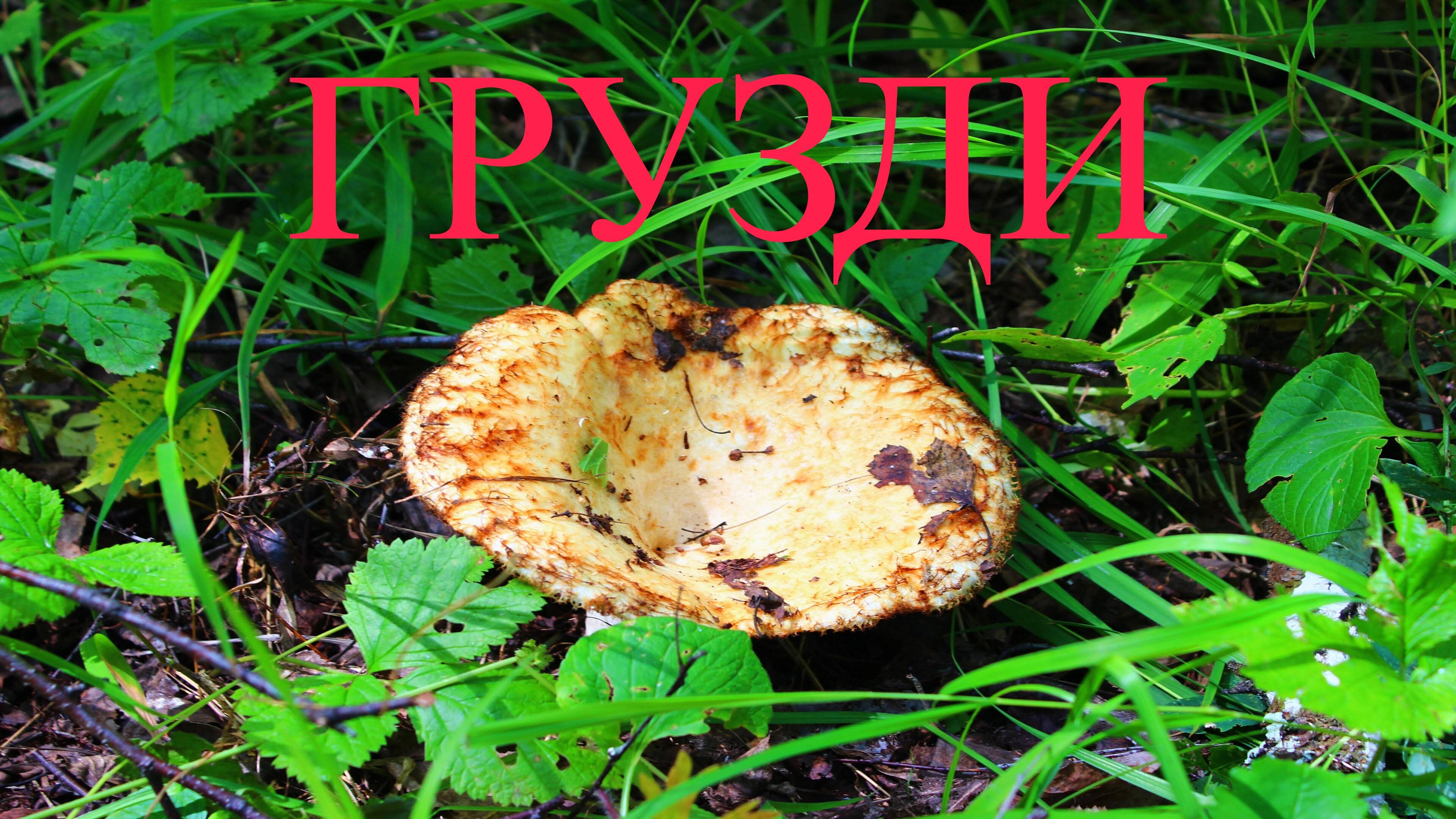 ГРУЗДИ